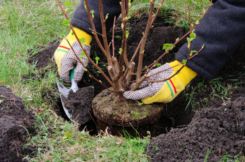 Rose Bush Planting in Ventura County, CA
